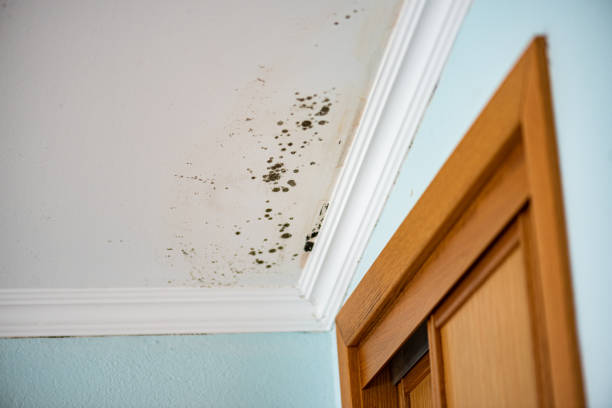 Richmond, IL Mold Removal Company